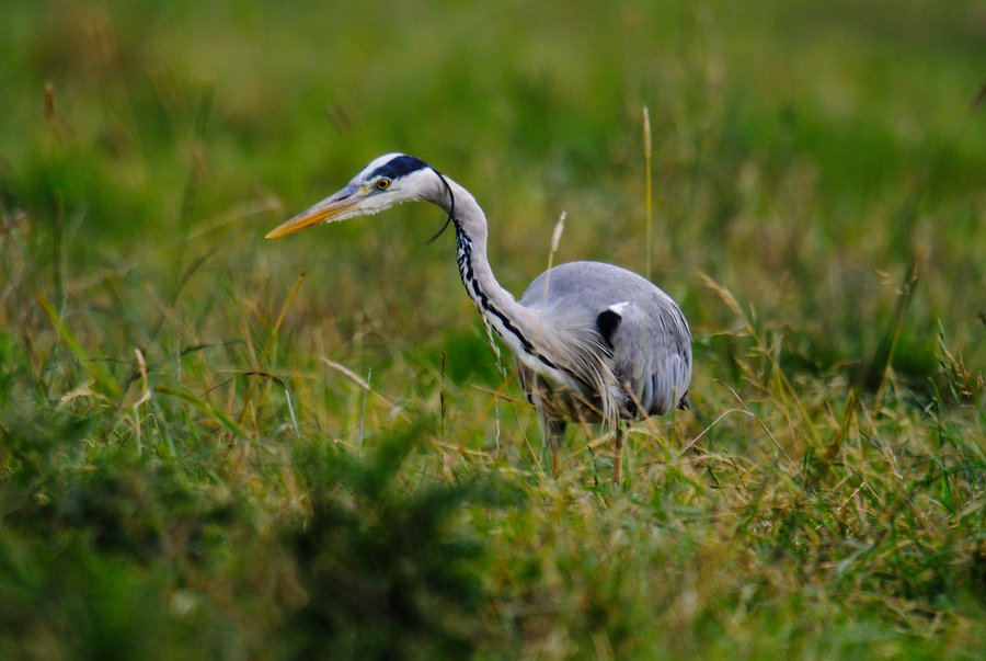 20120622 0332 [NIKON 1 V1] 600 mm,1 40 Sek. bei ƒ   4,0