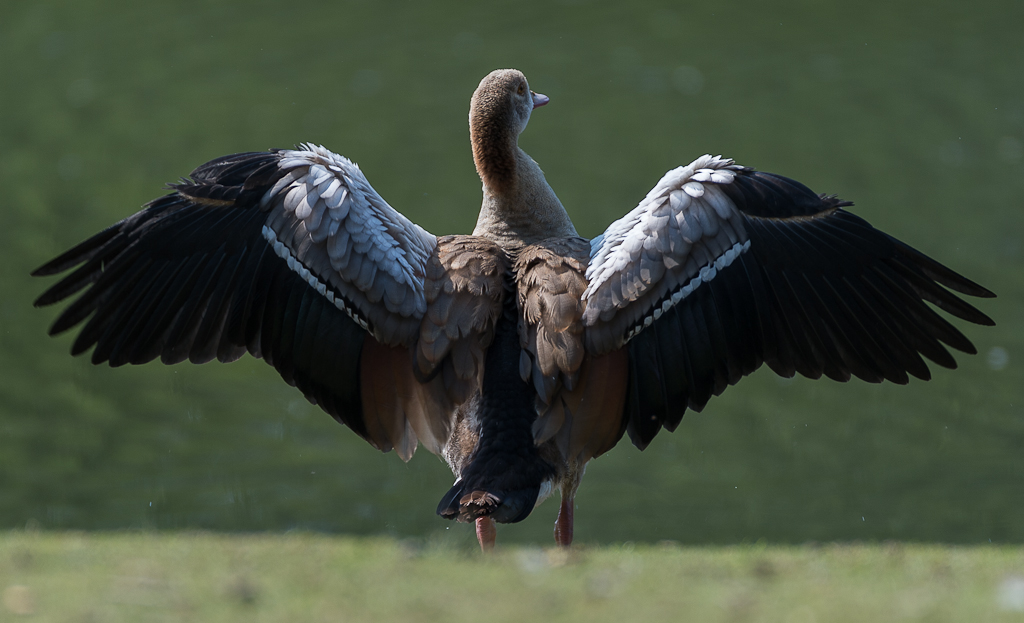 20120726 ente nff