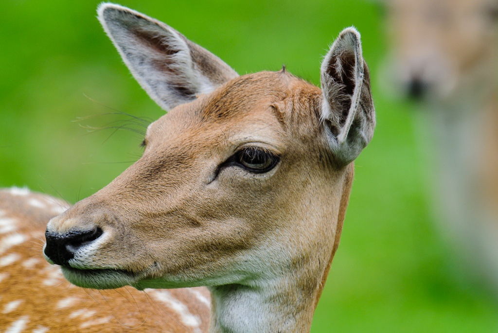 20120811 2235 [NIKON 1 V1] 600 mm,1 80 Sek. bei ƒ   6,3