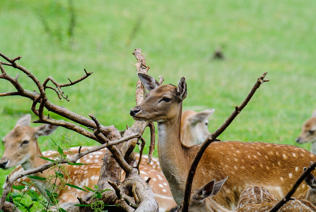 20120811 2236 [NIKON 1 V1] 600 mm,1 125 Sek. bei ƒ   6,3