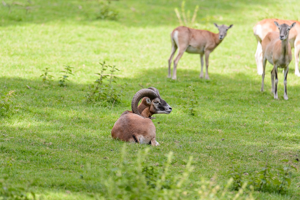 20120811 9316 [NIKON D4] 600 mm,1 400 Sek. bei ƒ   5,6 3