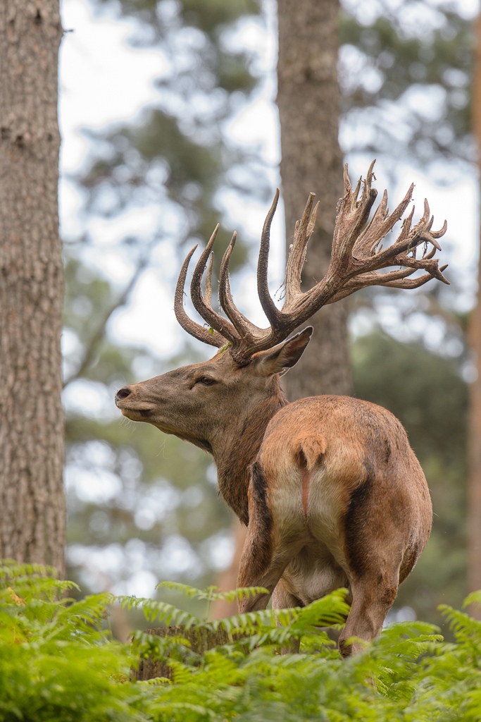 20120811 9449 [NIKON D4] 600 mm,1 320 Sek. bei ƒ   8,0