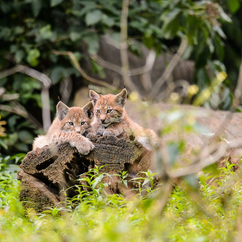 20120811 9485 [NIKON D4] 600 mm,1 320 Sek. bei ƒ   5,6