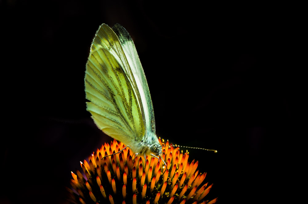 20120813 261