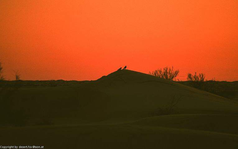 20121105  Algerien 016
