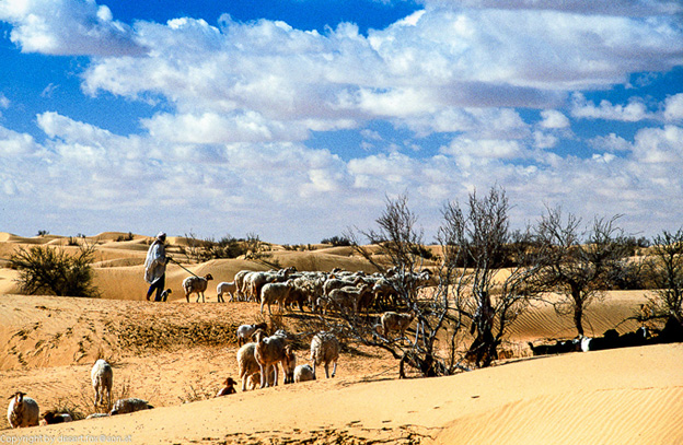 20121105  Algerien 019