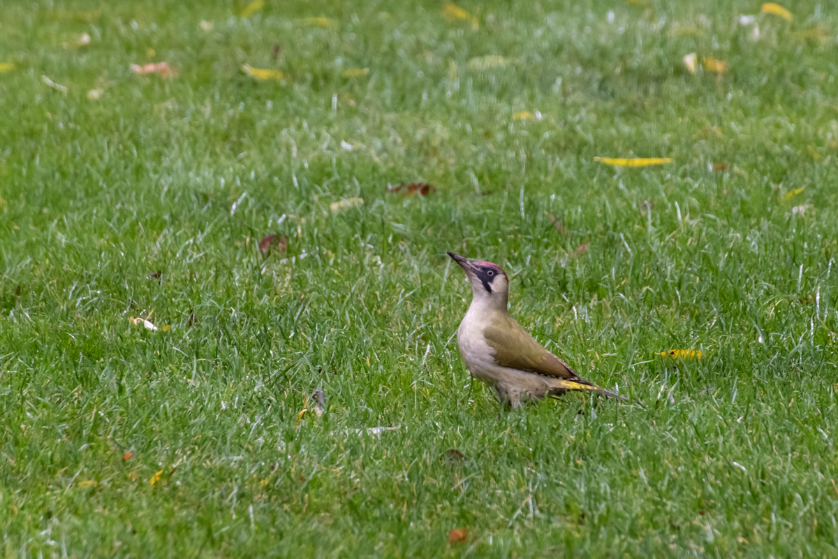 201213 Grünspecht-1.jpg