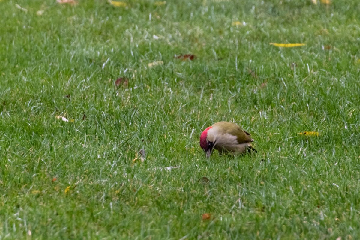 201213 Grünspecht-2.jpg