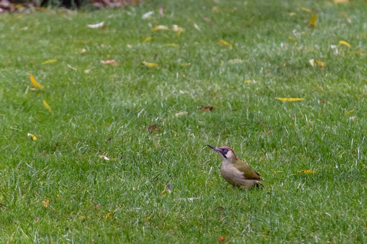 201213 Grünspecht-4.jpg