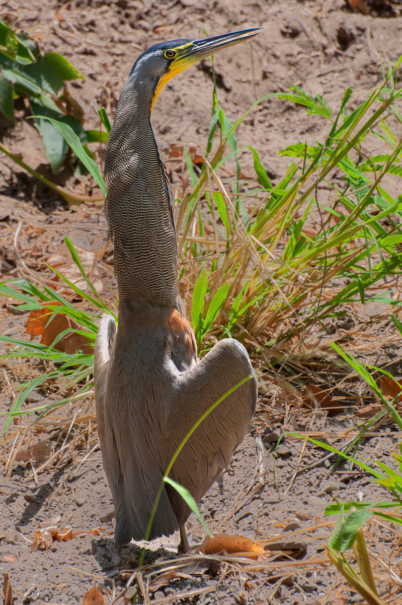 2013-03-20 27 Sunbathing Bare-throated Tiger Heron.jpg