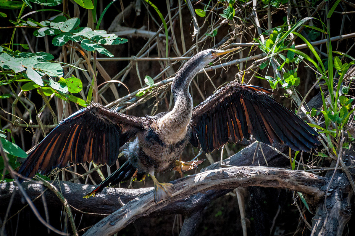 2013-03-25 54 Anhinga.jpg