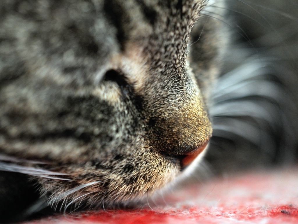 2013 04 20 5525 D 300S A