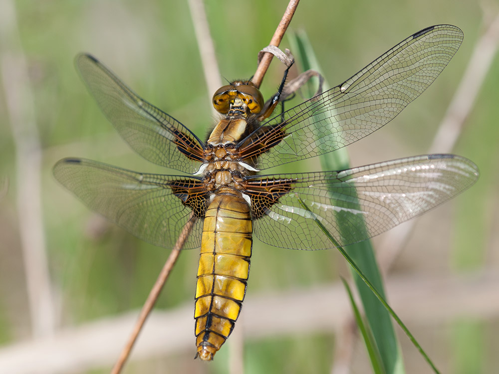 2013 05 02 Plattbauchlibelle (w)