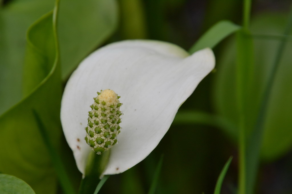 2013 05 11 Steinhuder Meer (363)