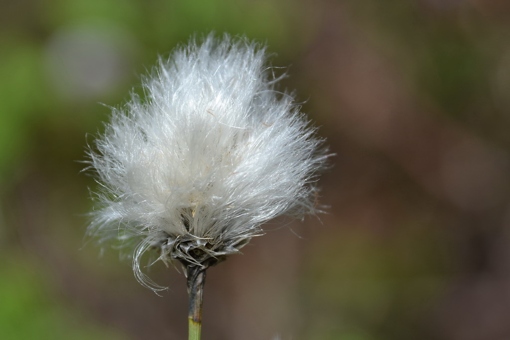 2013 05 11 Steinhuder Meer (375)