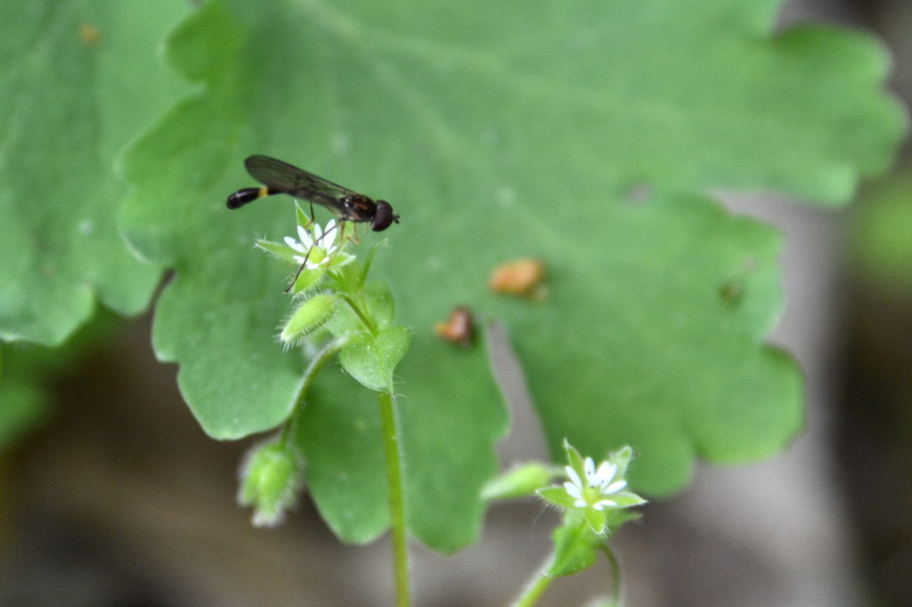 2013 05 11 Steinhuder Meer (392)