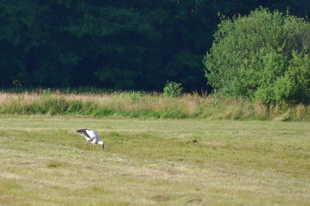 2013 07 06 Steinhuder Meer (584)