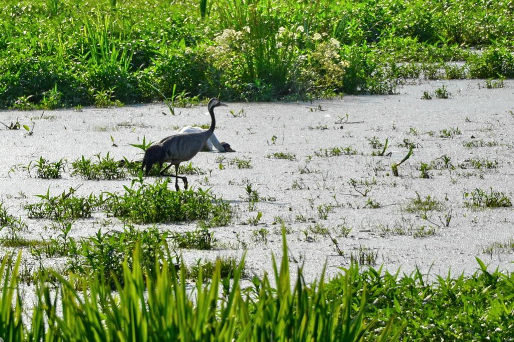 2013 07 06 Steinhuder Meer (670)