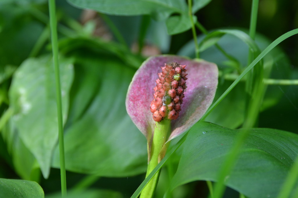 2013 07 13 Steinhuder Meer (693)