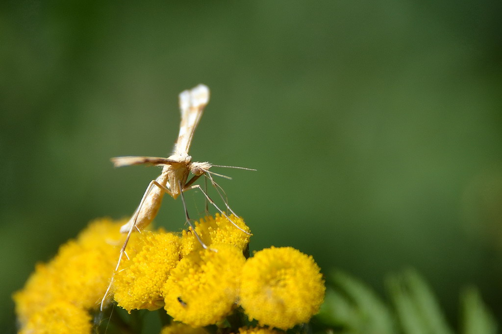 2013 08 04 Steinhuder Meer (1986)