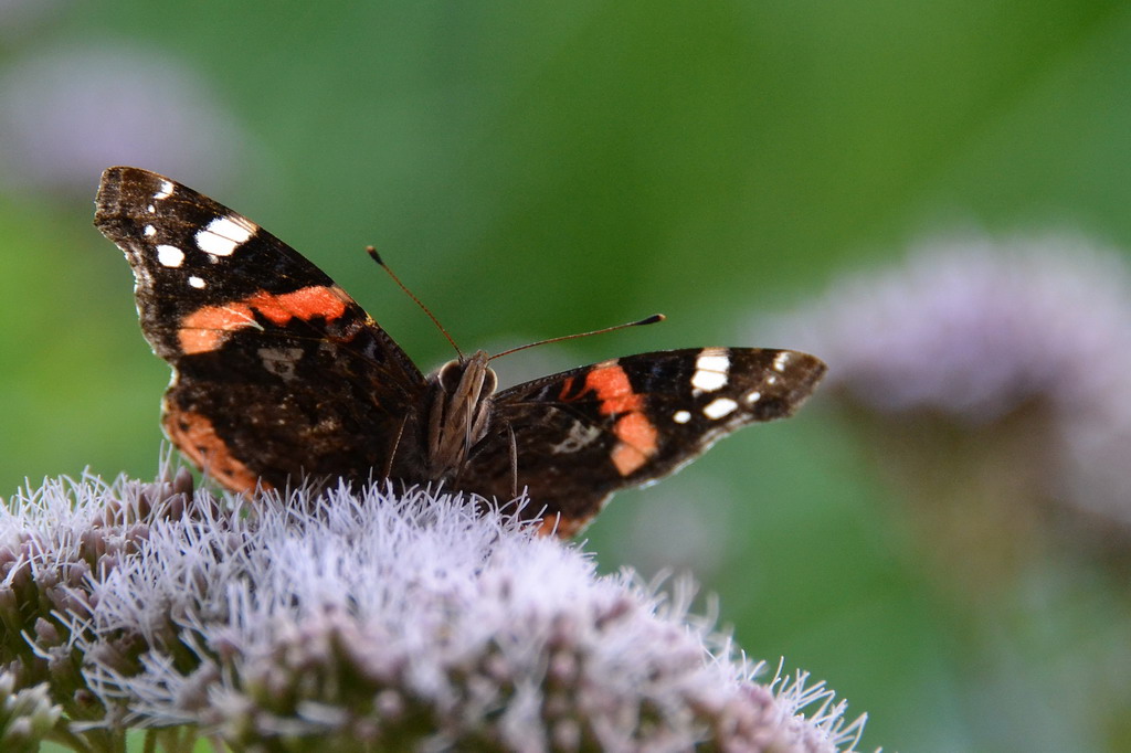 2013 08 04 Steinhuder Meer (2061)