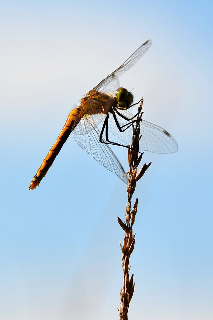 2013 08 04 Steinhuder Meer (2131)