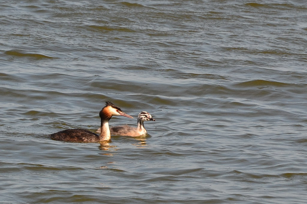 2013 08 24 Steinuder Meer (839)
