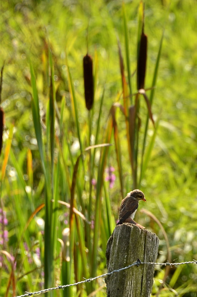 2013 08 24 Steinuder Meer (898)