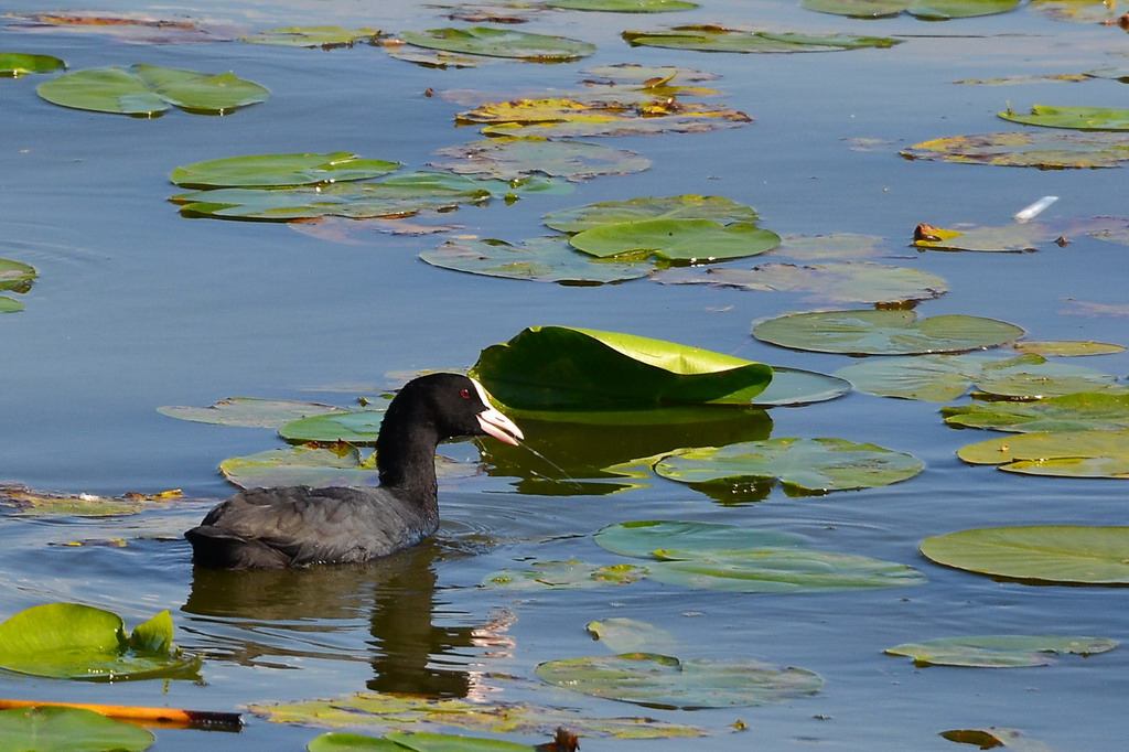 2013 09 05 Steinhuder Meer (1067)