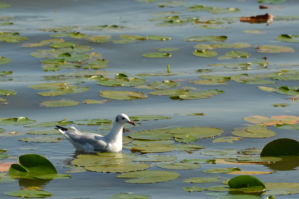2013 09 05 Steinhuder Meer (1076)