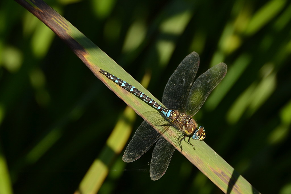 2013 09 05 Steinhuder Meer (1093)