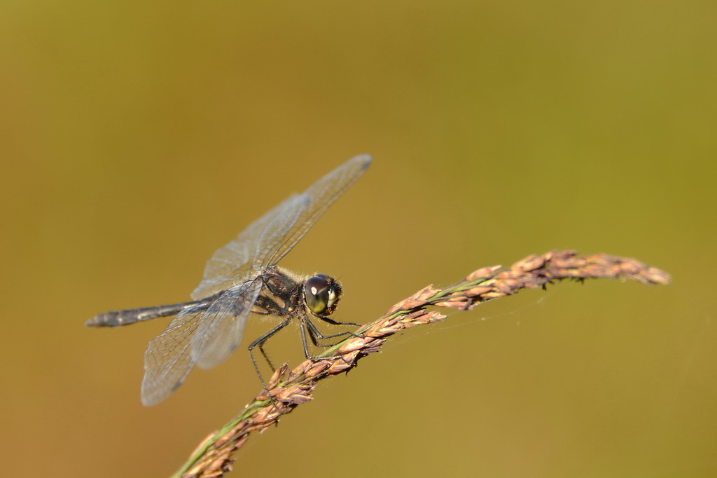 2013 09 05 Steinhuder Meer (1174)