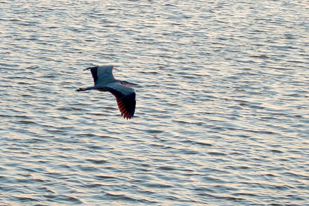2013 10 02 Steinhuder Meer (1302)