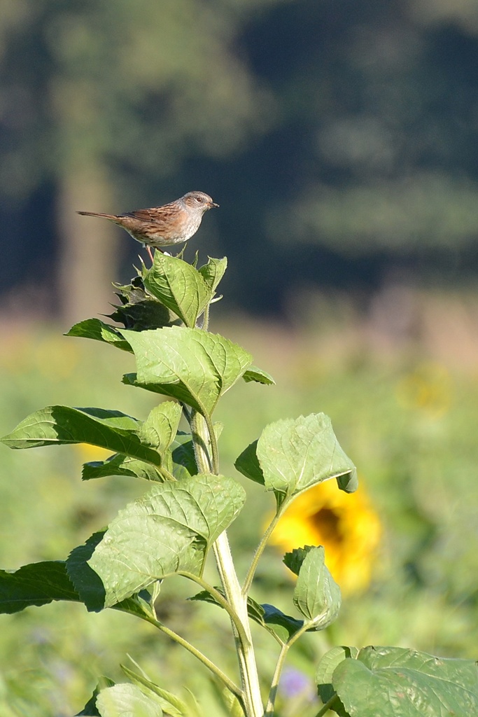 2013 10 02 Steinhuder Meer (1397)