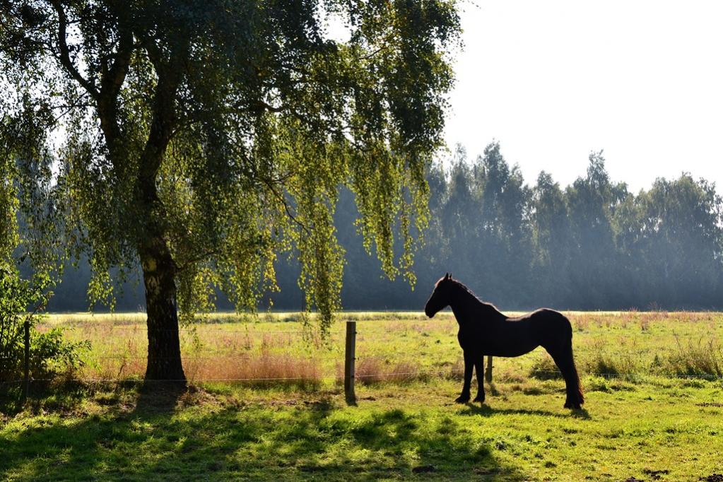 2013 10 02 Steinhuder Meer (1454)