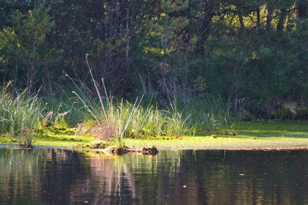 2013 10 02 Steinhuder Meer (1534)