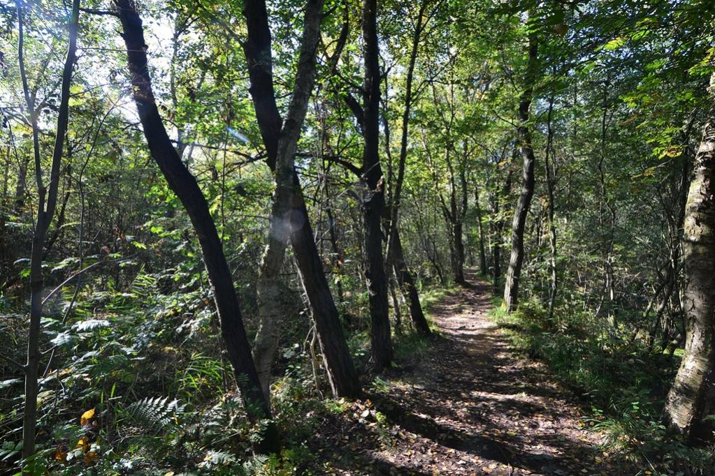 2013 10 02 Steinhuder Meer (1538)