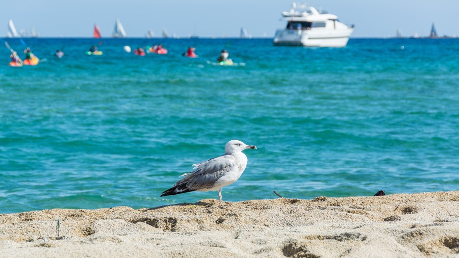 2013 10 Sainte Maxime Strand Möwe