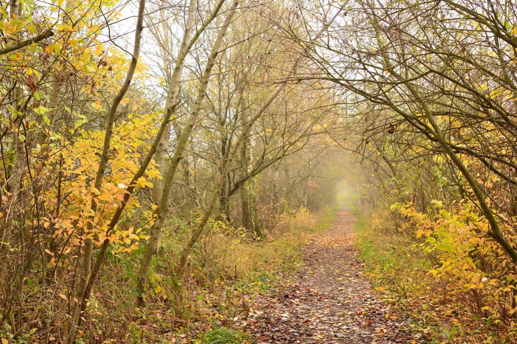 2013 11 21 Steinhuder Meer (1830)