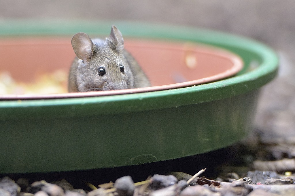201302 Maus 1