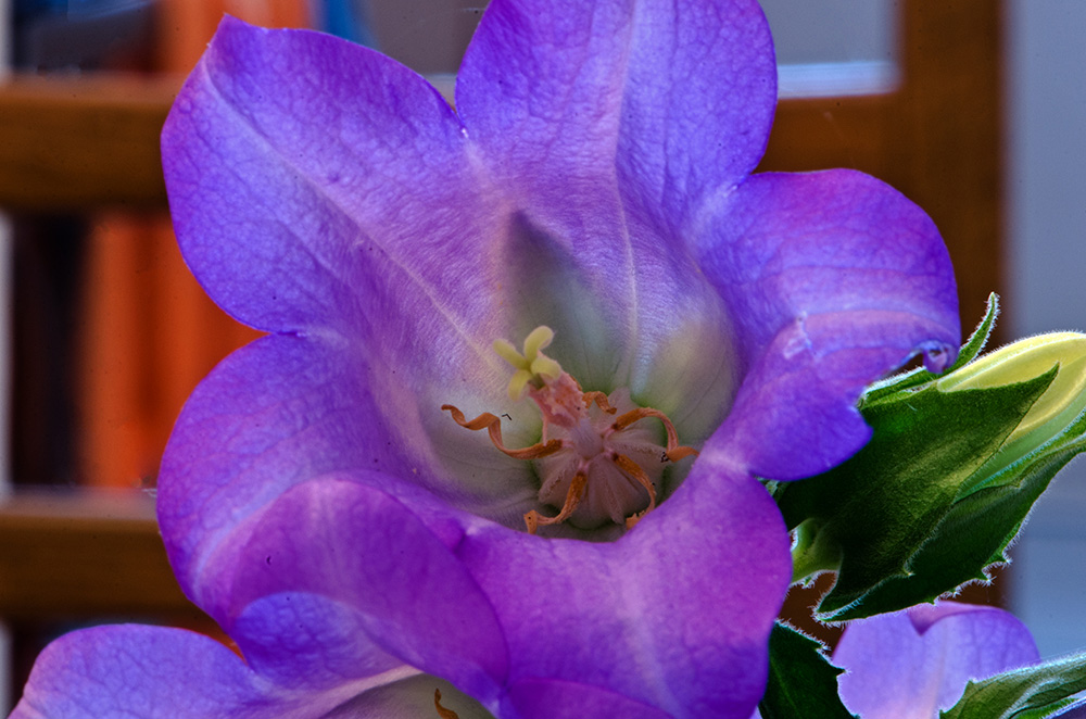 20130303 DSC7699 Campanula