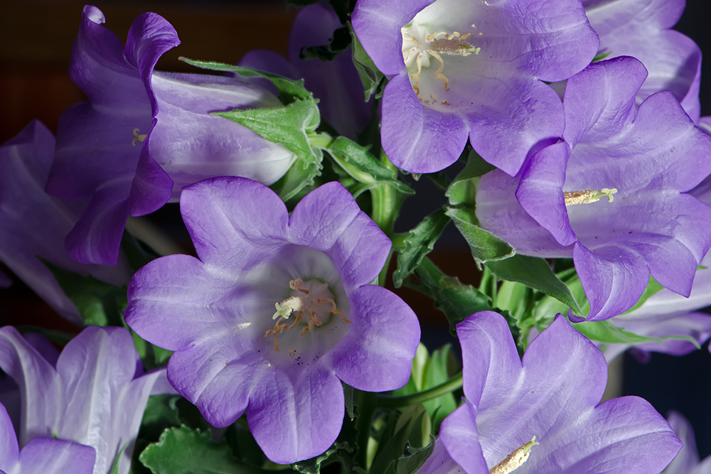 20130303 DSC7703 Campanula