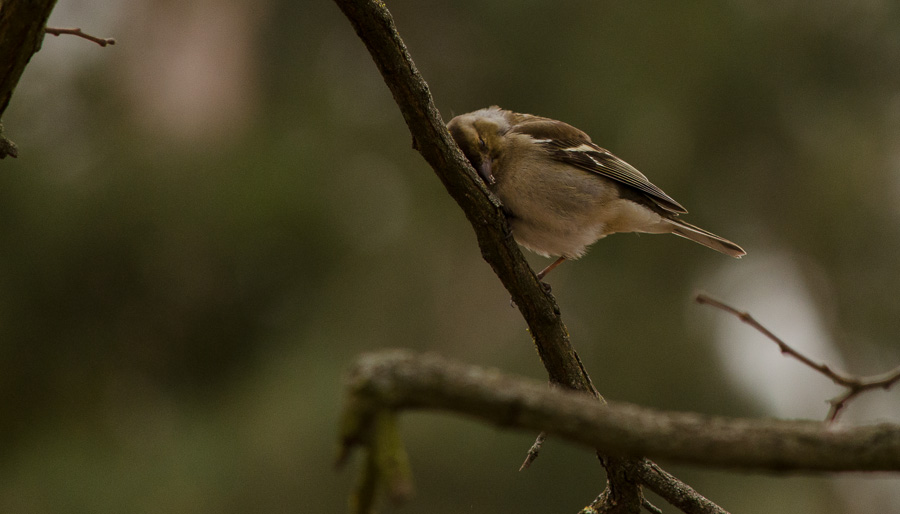 20130406 DSC 1914