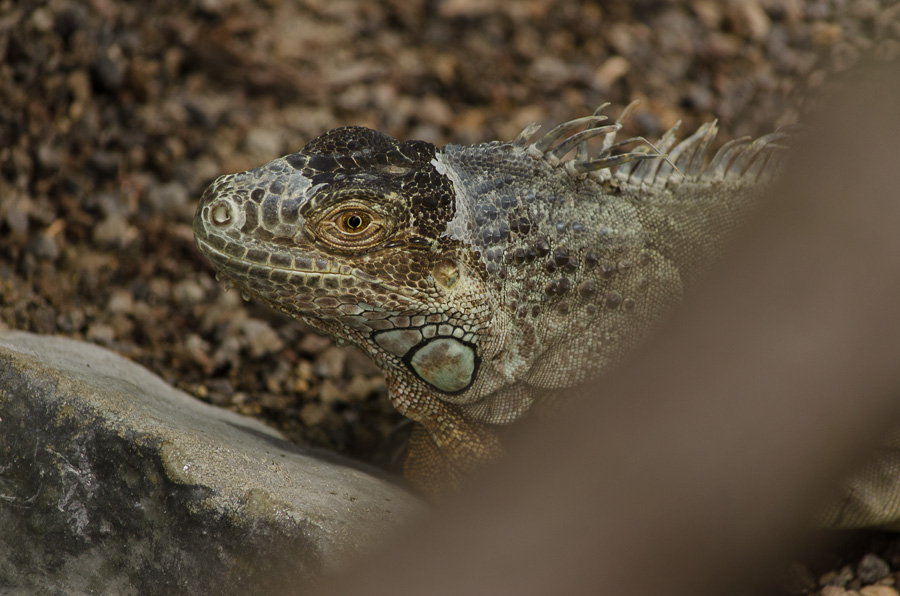 20130407 DSC 1945