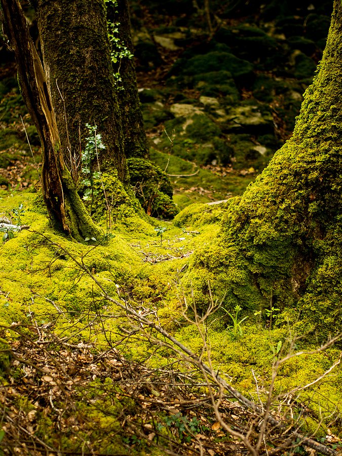 20130509 8868 [E M5] 45 mm,1 320 Sek. bei ƒ   1,8