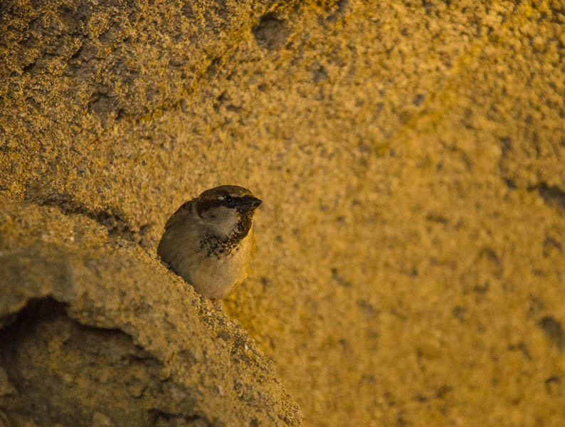 20130523 DSC 2509