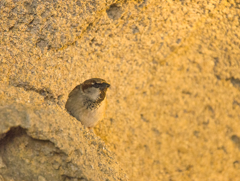 20130523 DSC 2509