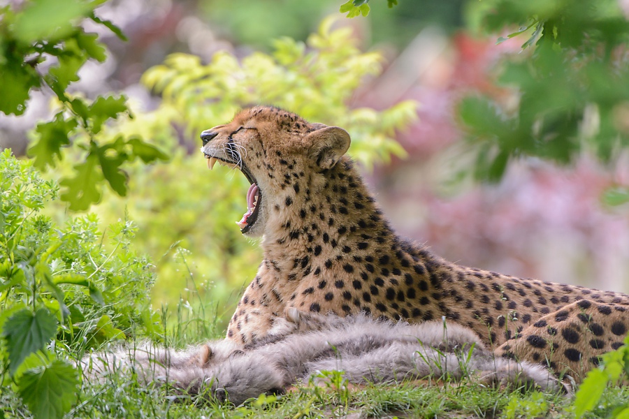 20130601 0301 [NIKON D7100] 400 mm,1 60 Sek. bei ƒ   4,5