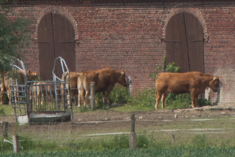 20130614 1588 [NIKON D7100] 135 mm,1 640 Sek. bei ƒ   5,6