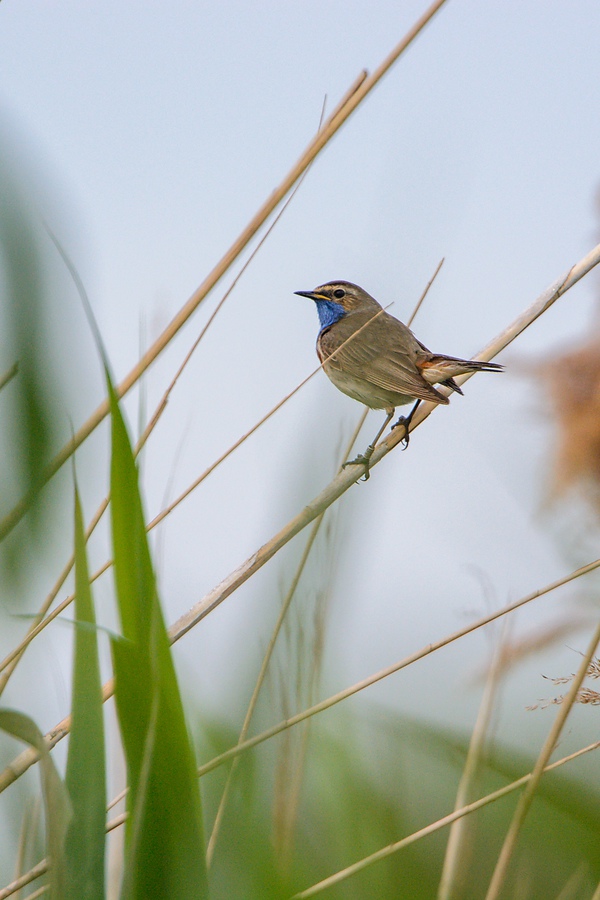 20130616 1909 [NIKON D7100] 850 mm,1 320 Sek. bei ƒ   7,1